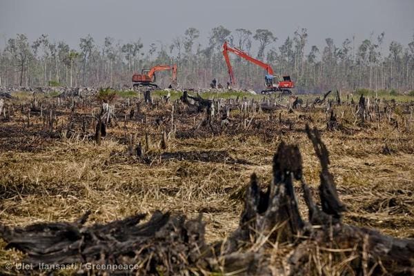 Fighting Forest Fires in Sumatra