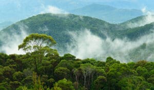 Ranforests_466